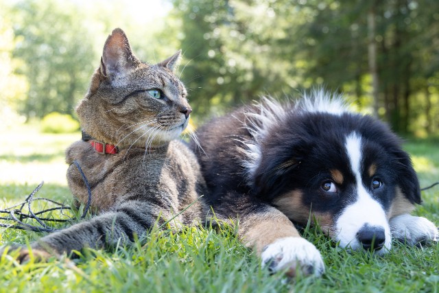 Can pets be a source of any risks for coeliacs?
